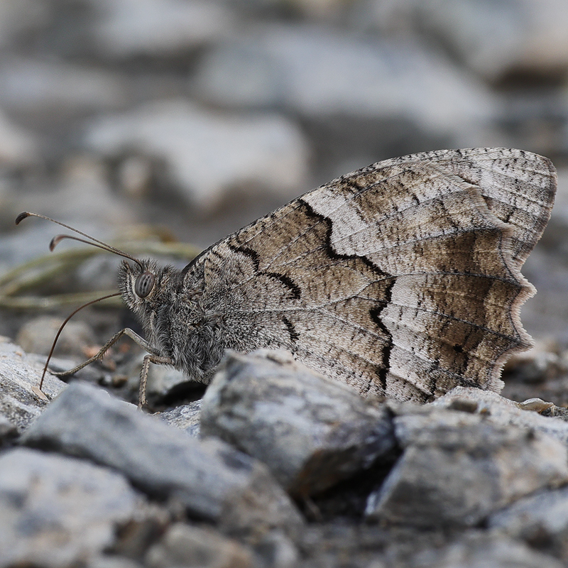 Hipparchia fatua