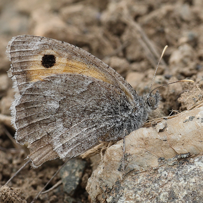 Hyponephele naricoides