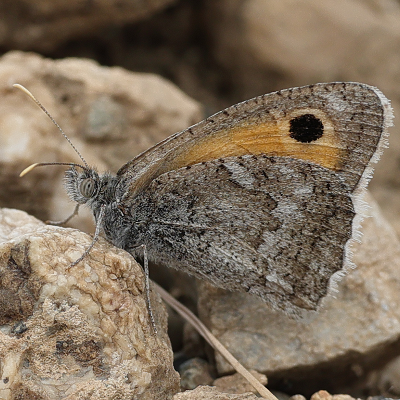 Hyponephele naricoides