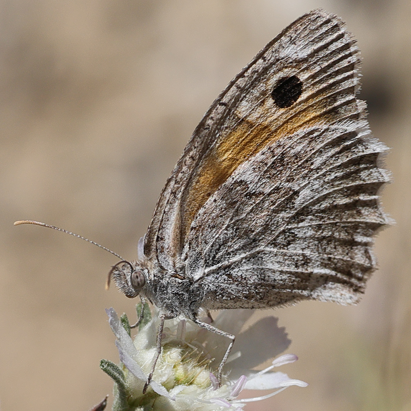 Hyponephele naricoides