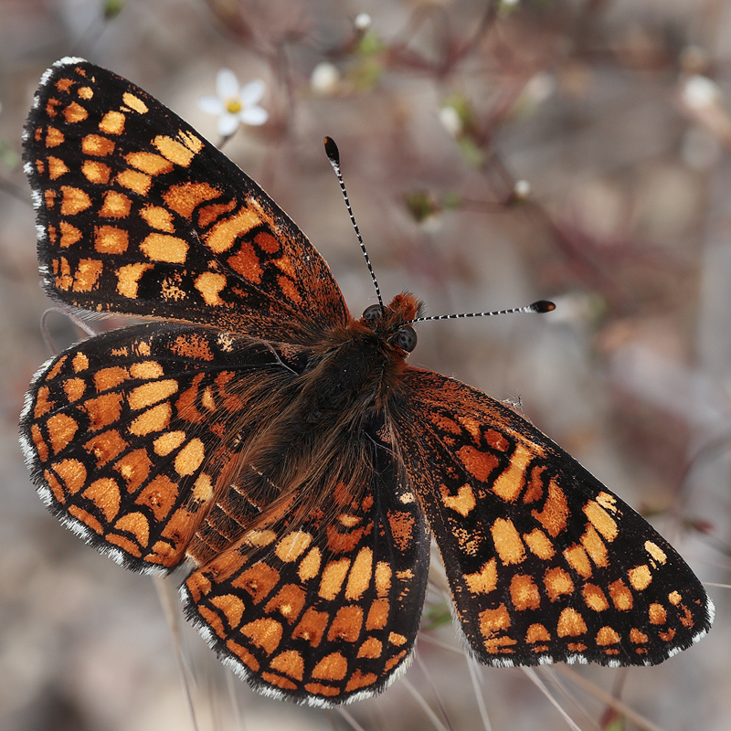 Chlosyne gabbii