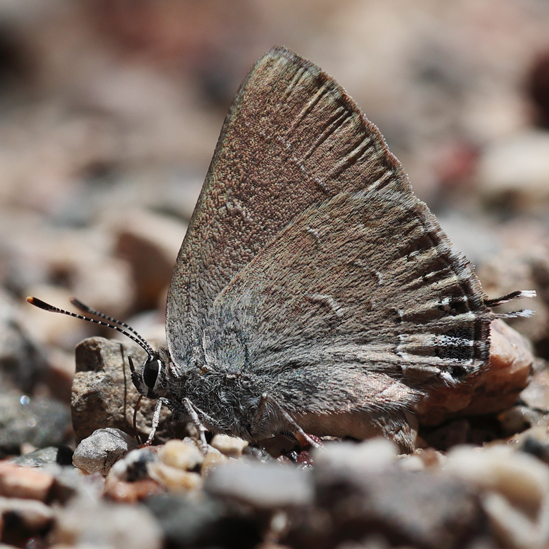 Satyrium saepium