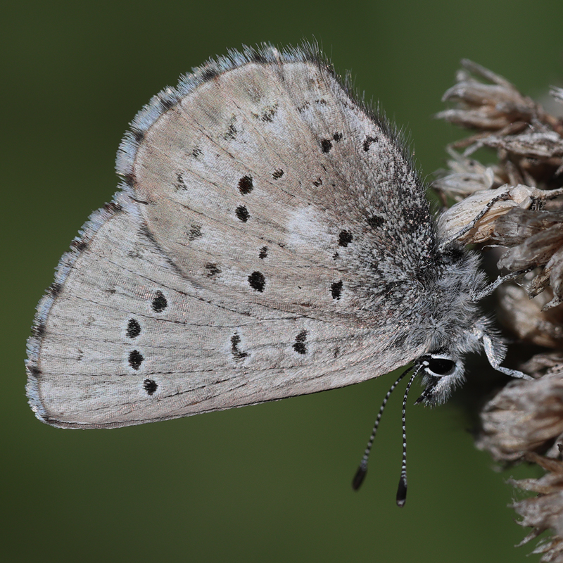 Glaucopsyche piasus