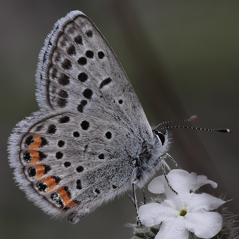 Icaricia lupini