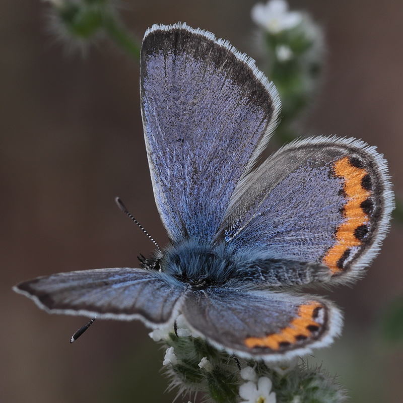 Icaricia lupini