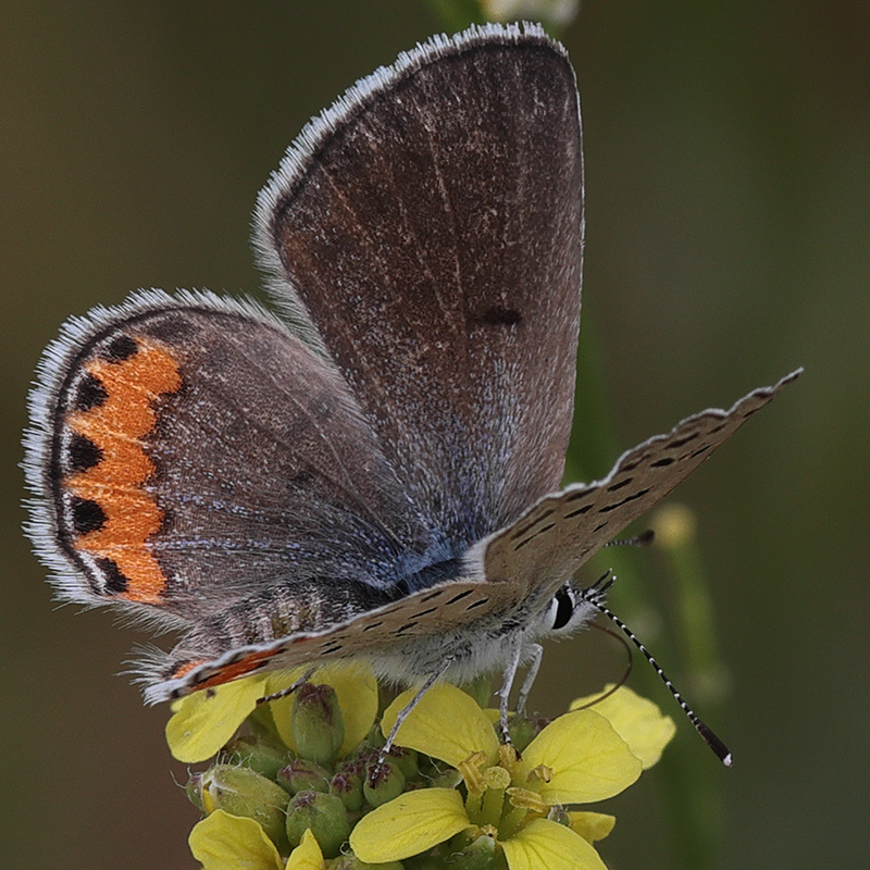 Icaricia lupini