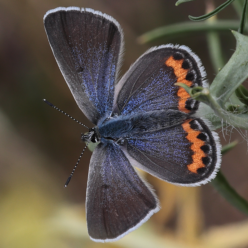Icaricia lupini