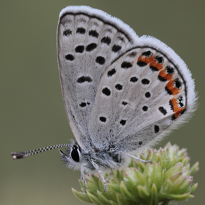 Icaricia acmon
