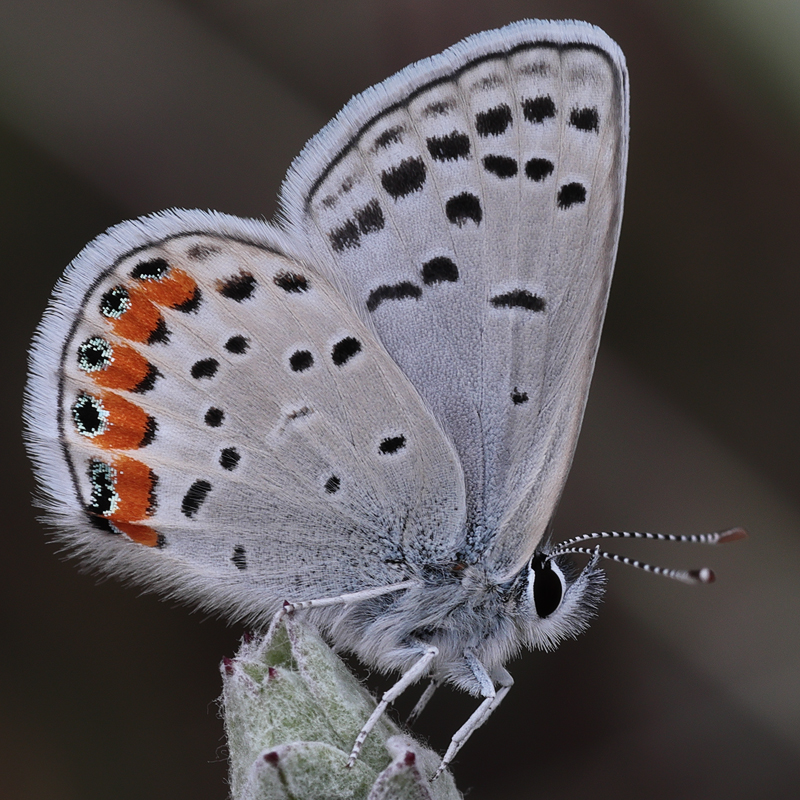 Icaricia acmon