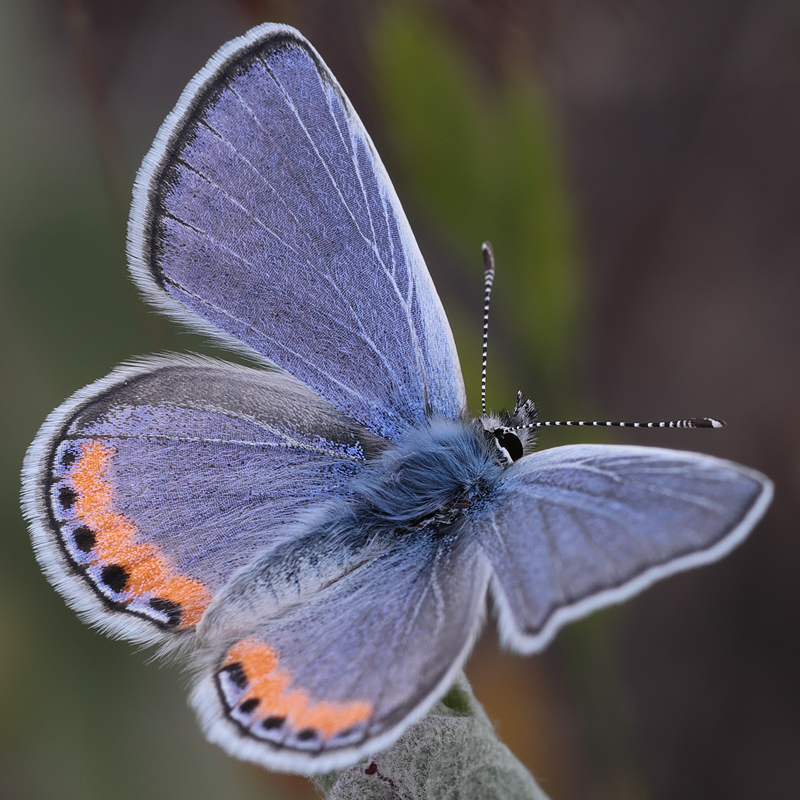 Icaricia acmon