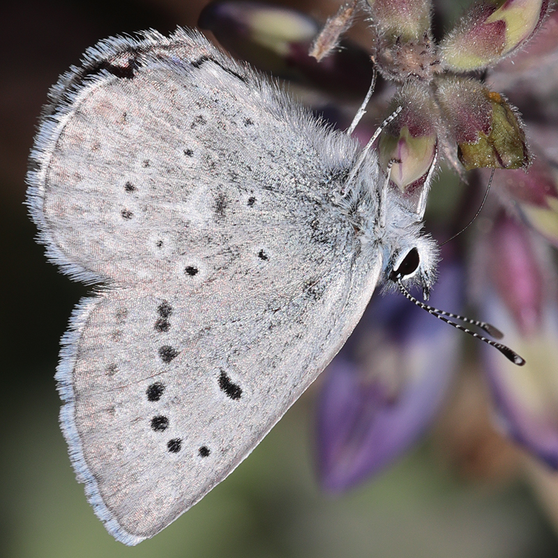 Icaricia icarioides