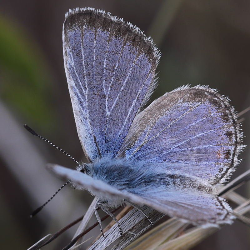 Icaricia icarioides