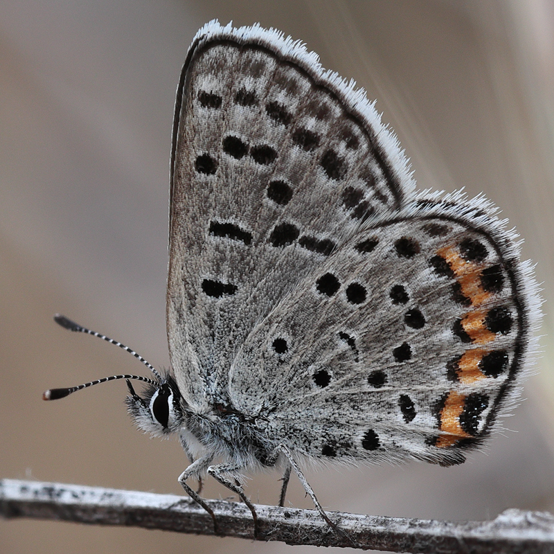 Icaricia lupini