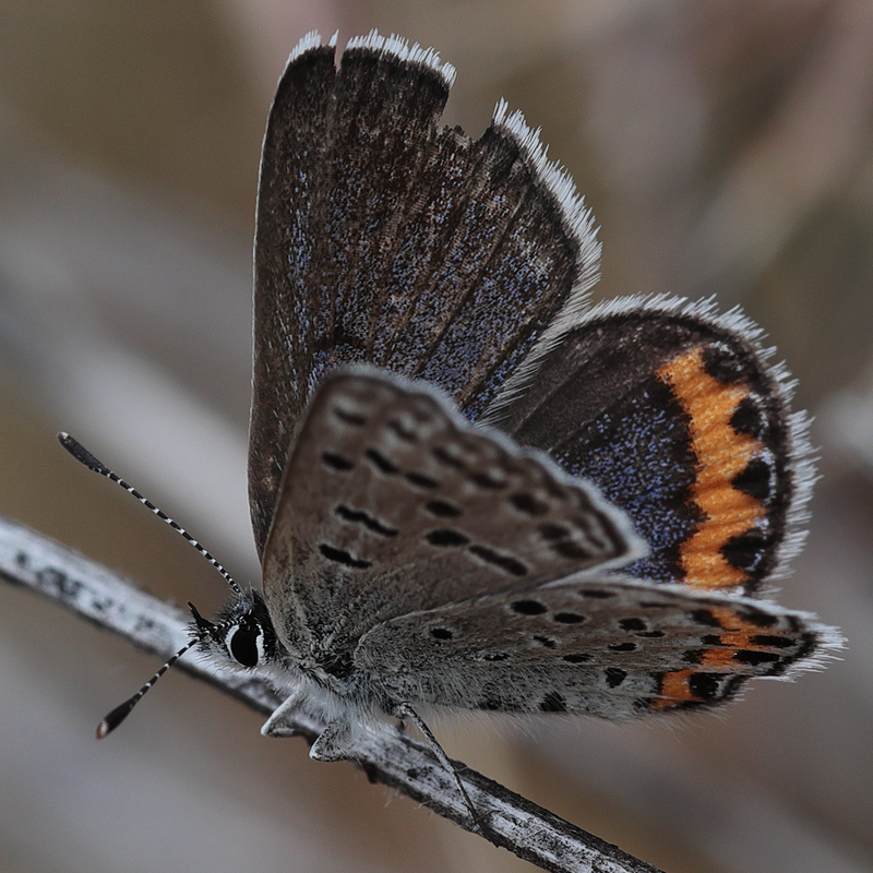 Icaricia lupini