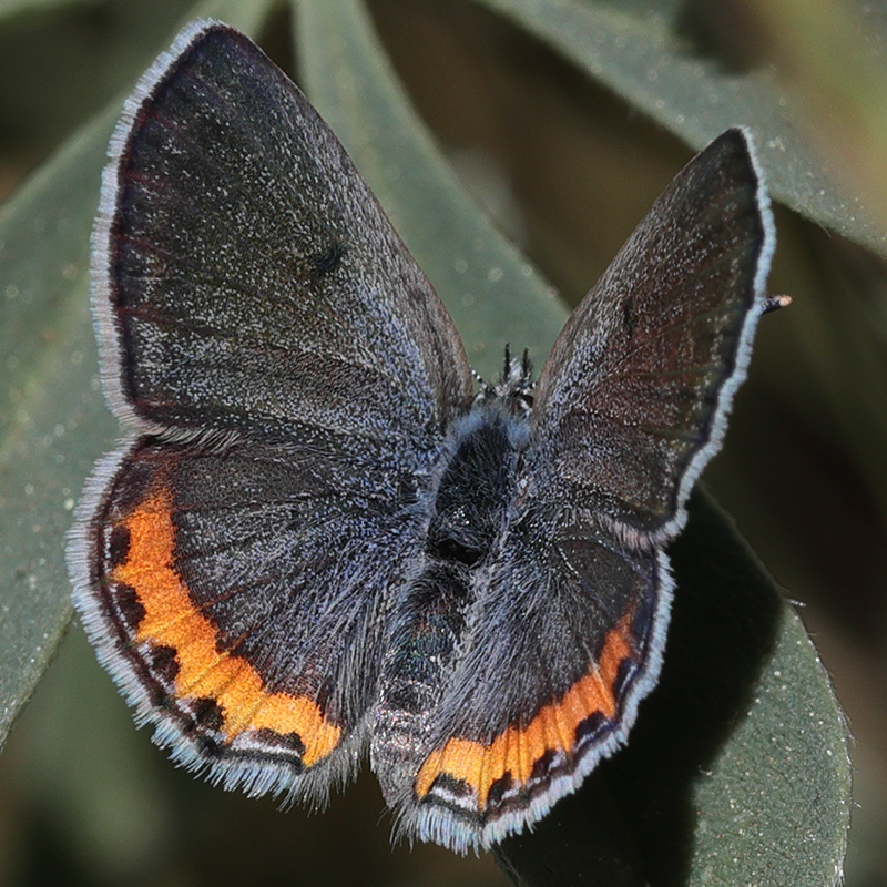Icaricia lupini