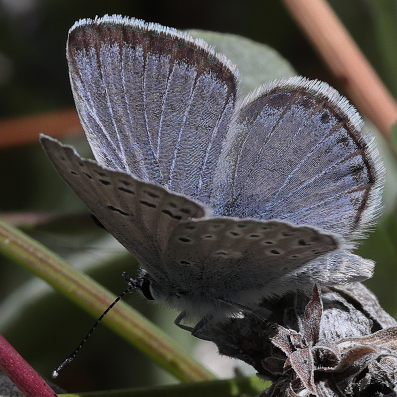 Icaricia icarioides