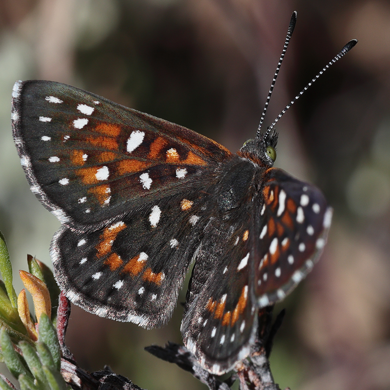 Apodemia virgulti