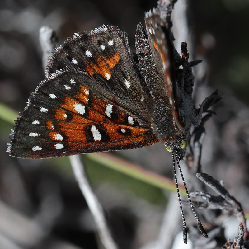 Apodemia virgulti