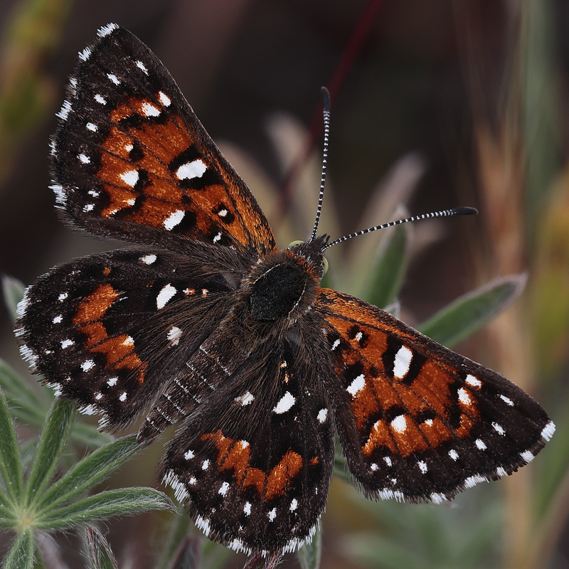 Apodemia virgulti