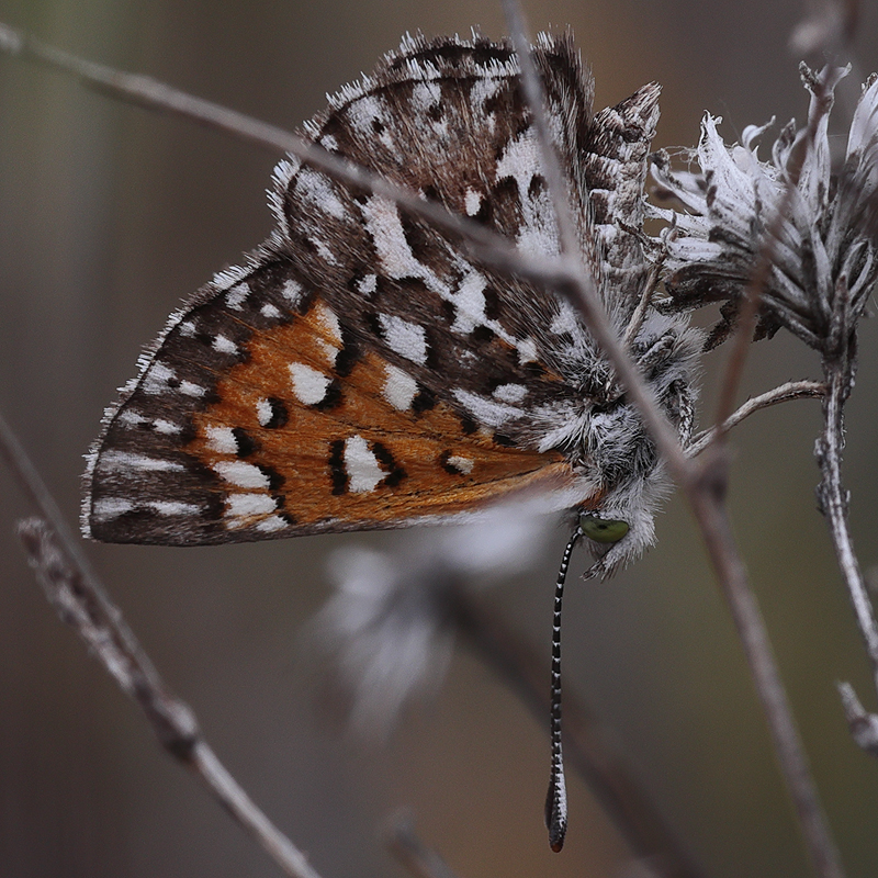 Apodemia virgulti