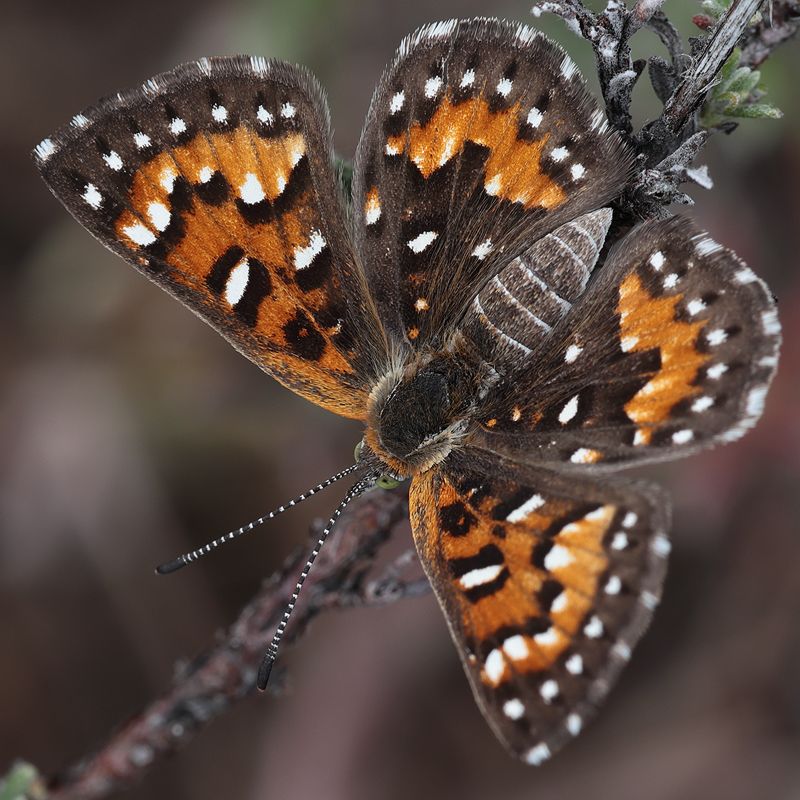 Apodemia virgulti