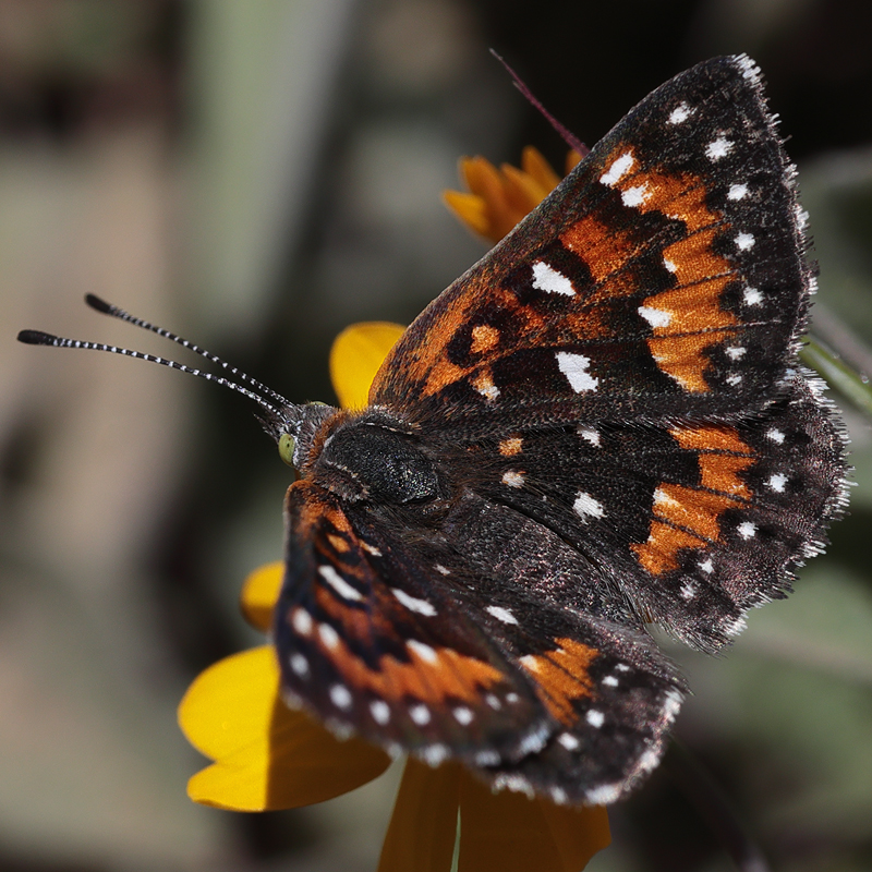 Apodemia virgulti
