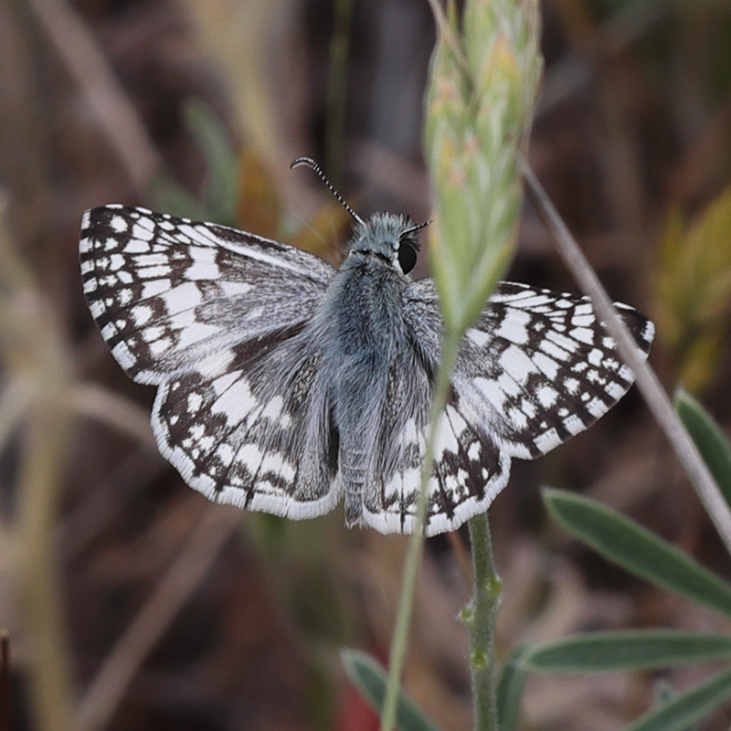 Pyrgus albescens