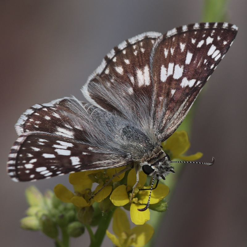 Pyrgus albescens