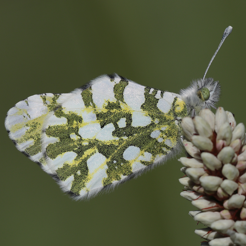 Euchloe ausonides