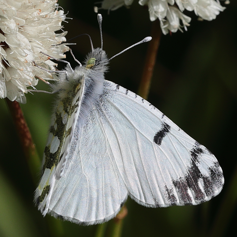 Euchloe ausonides