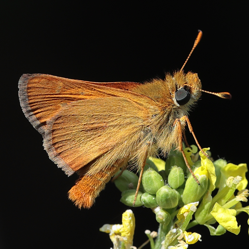 Ochlodes agricola