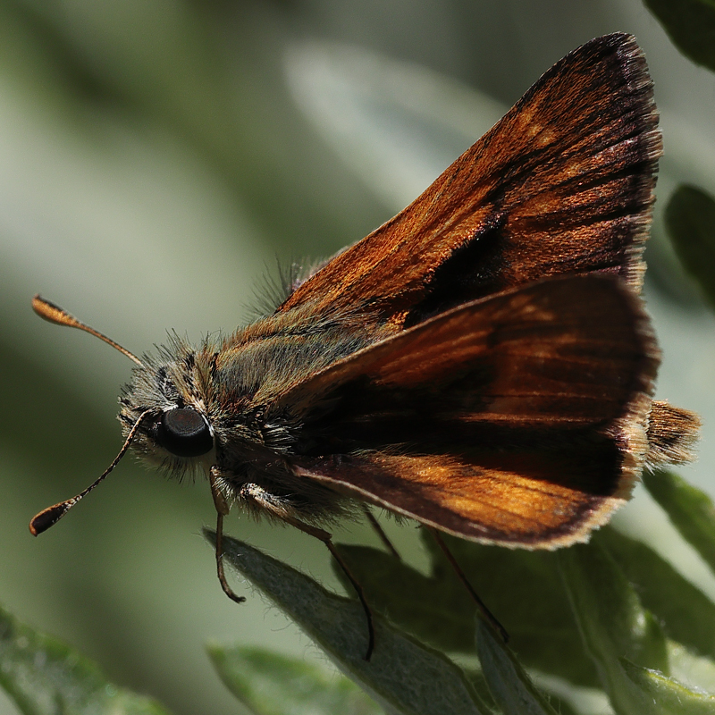 Ochlodes agricola