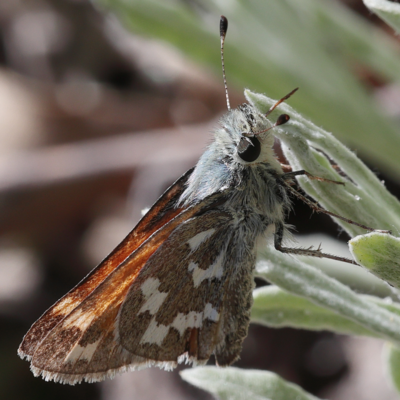 Hesperia juba