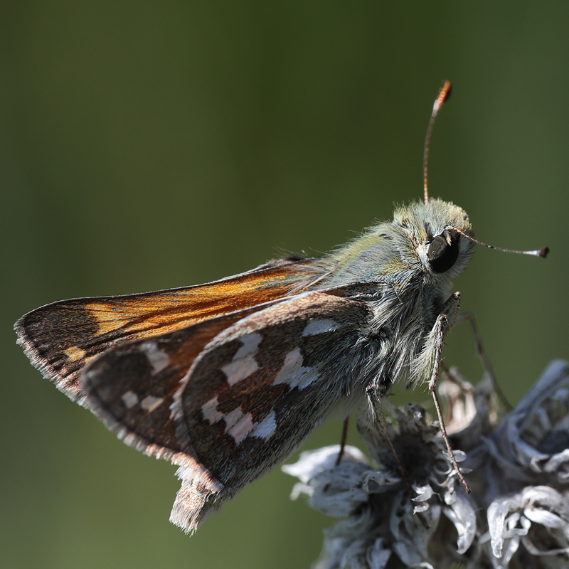 Hesperia juba