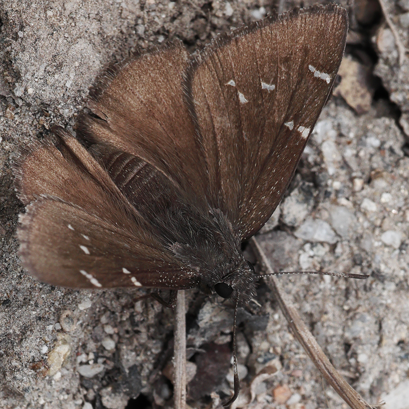 Cecropterus indistinctus