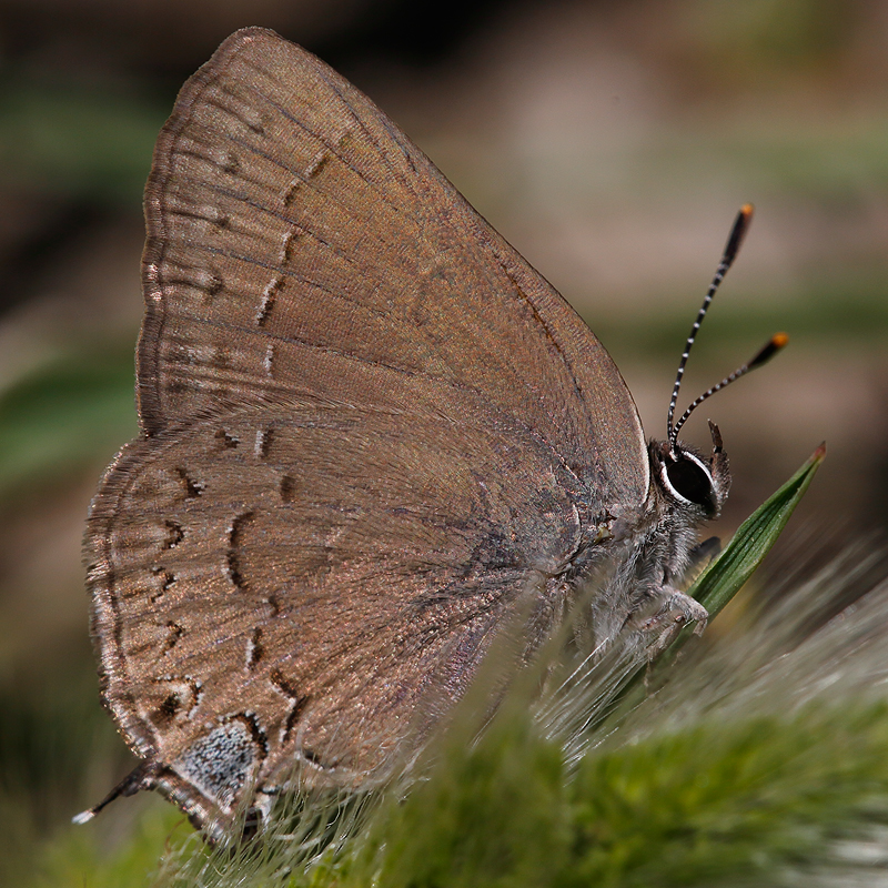 Satyrium saepium