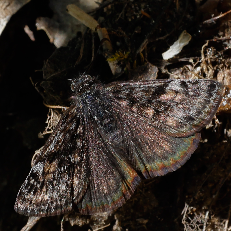 Erynnis propertius