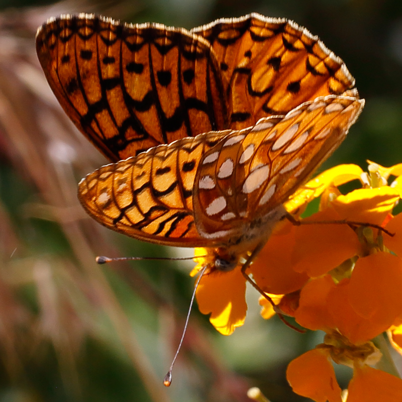 Argynnis calippe macaria