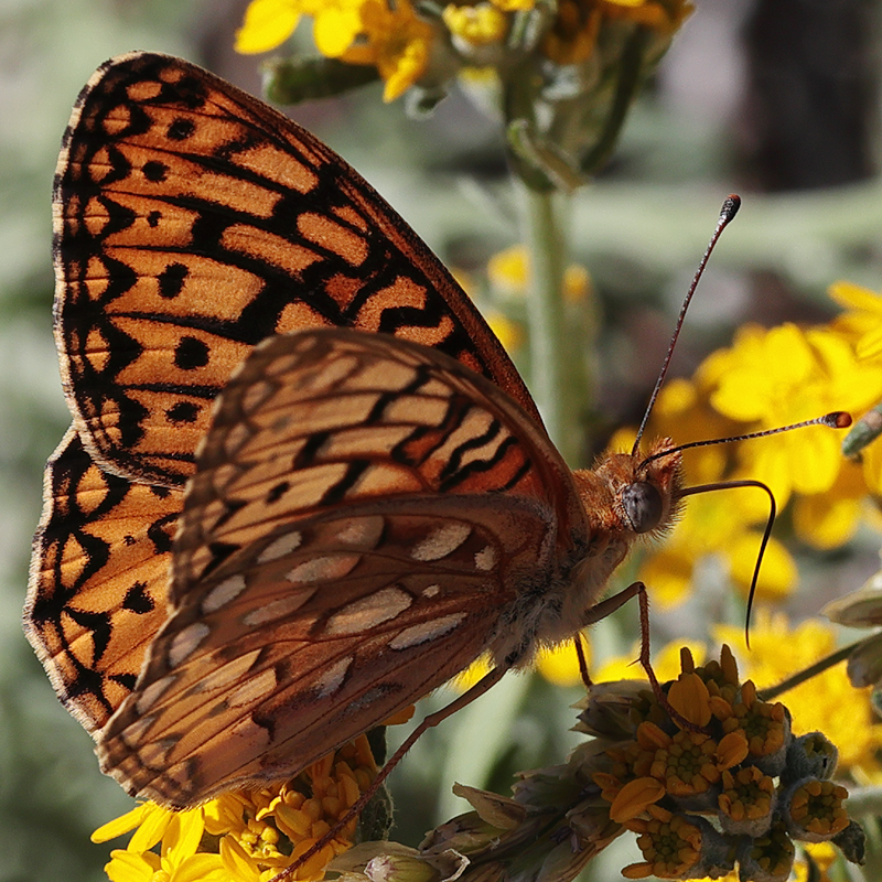 Argynnis calippe laurina