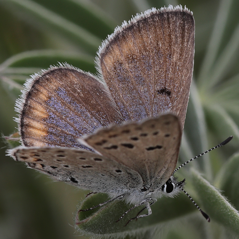 Icaricia saepiolus hilda