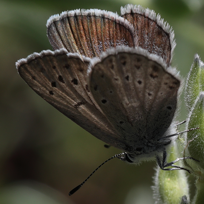 Icaricia icarioides evius