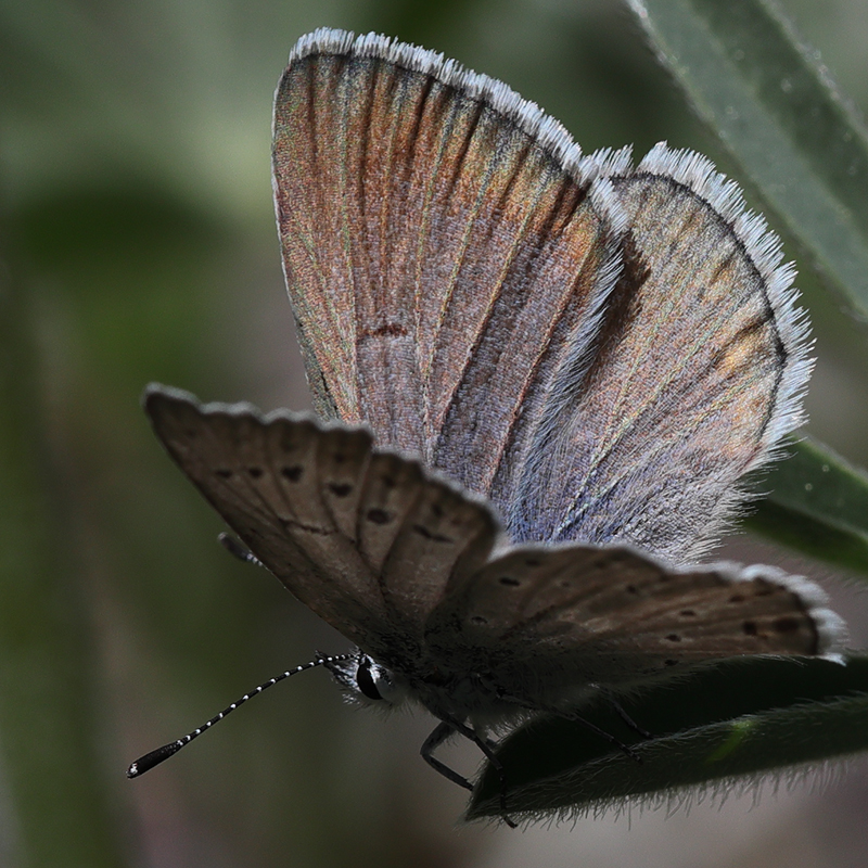 Icaricia icarioides evius