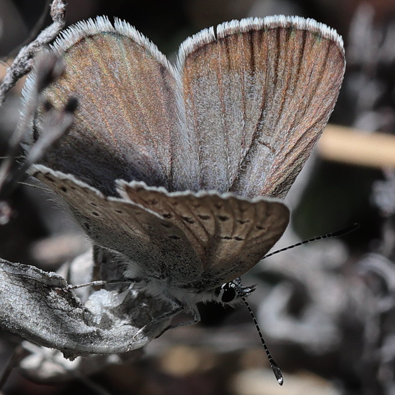 Icaricia icarioides evius