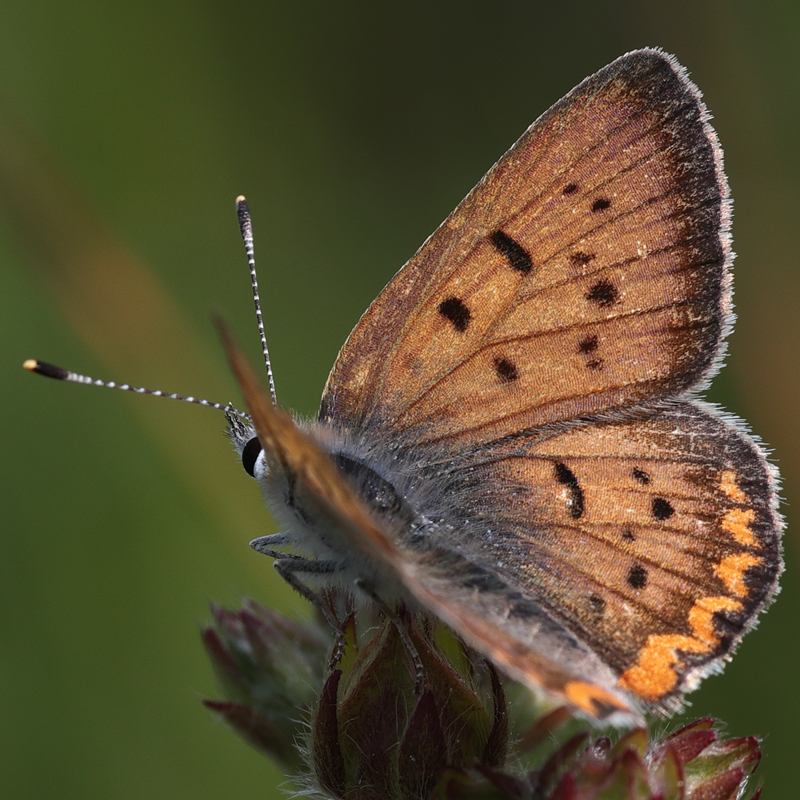 Lycaena helloides