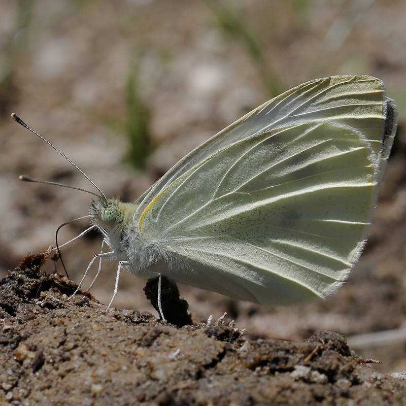 Pieris rapae