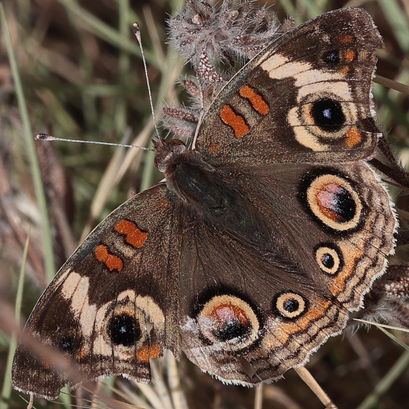 Junonia coenia