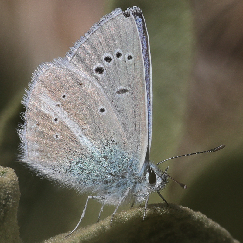 Polyommatus baytopi