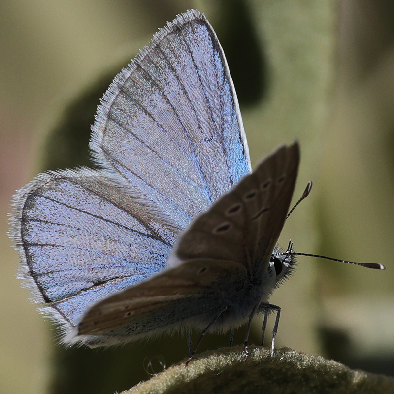 Polyommatus baytopi