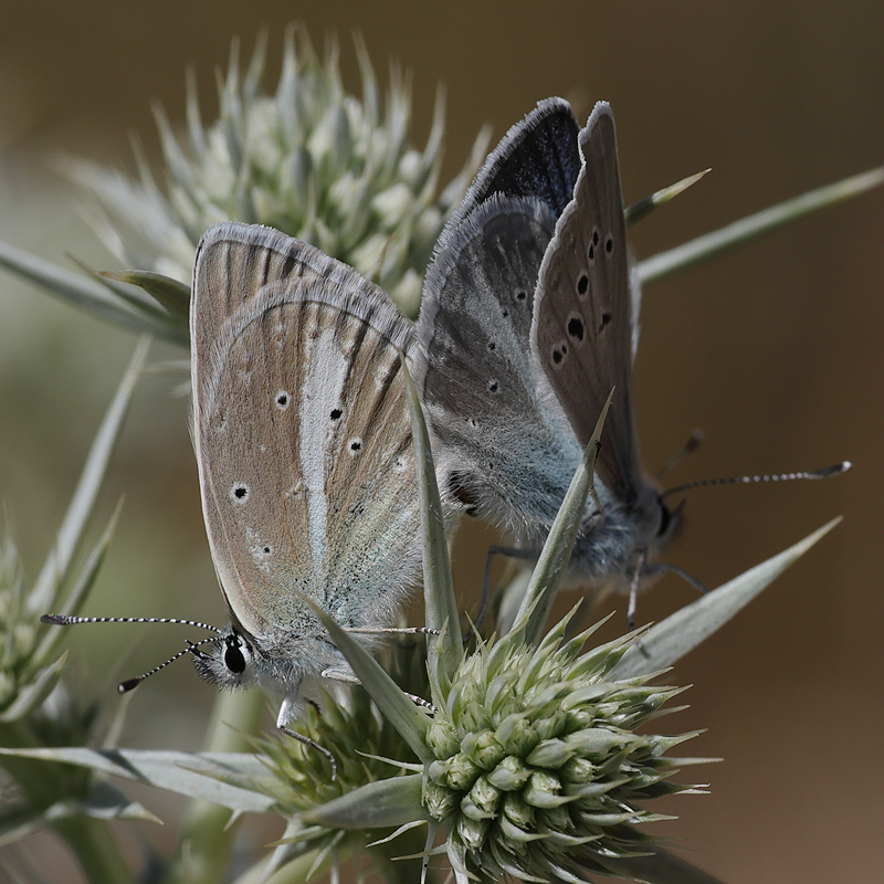 Polyommatus baytopi