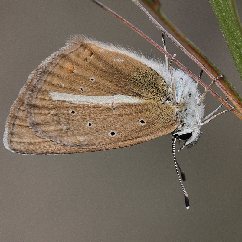 Polyommatus turcicola
